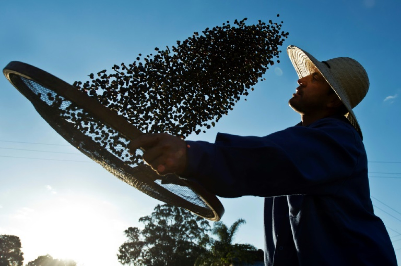 Sur cette photo d'archive prise le 6 août 2015, un ouvrier sèche des grains de café biologique produits à la ferme environnementale Fortaleza à Mococa, à quelque 300 km au nord-est de Sao Paulo, au Brésil © Nelson ALMEIDA