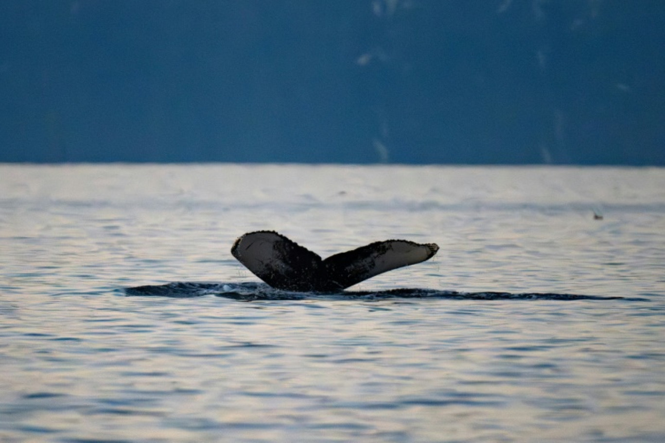 Une baleine à bosse dans le fjord de Skjervoy, dans le nord de la Norvège, à l'intérieur du cercle polaire arctique, le 11 novembre 2024 © Olivier MORIN