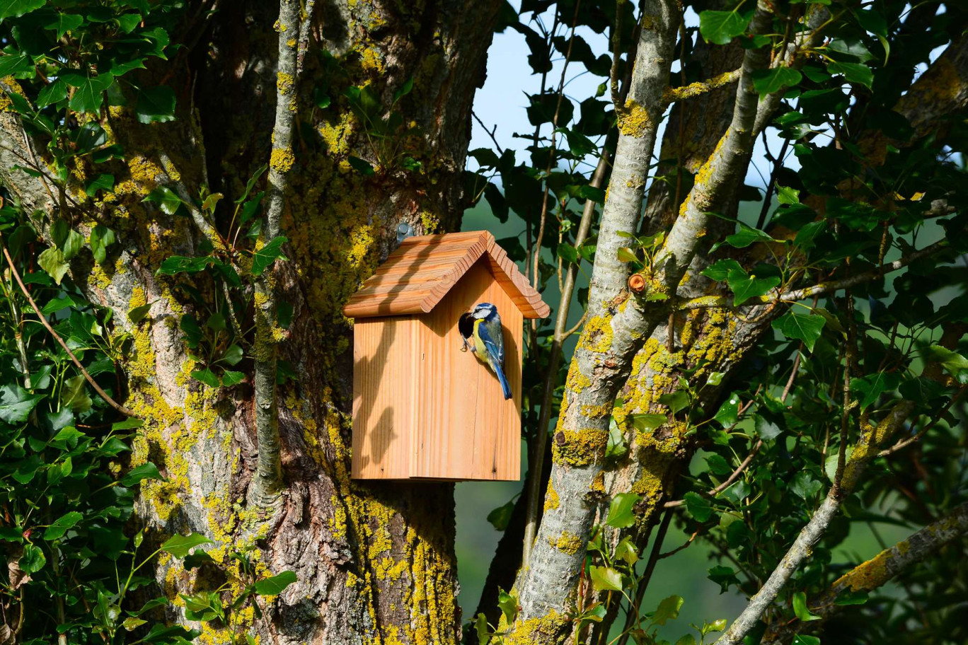 La mésange bleue, une habituée des jardins, est particulièrement concernée. (c) JAN KASZUBA 