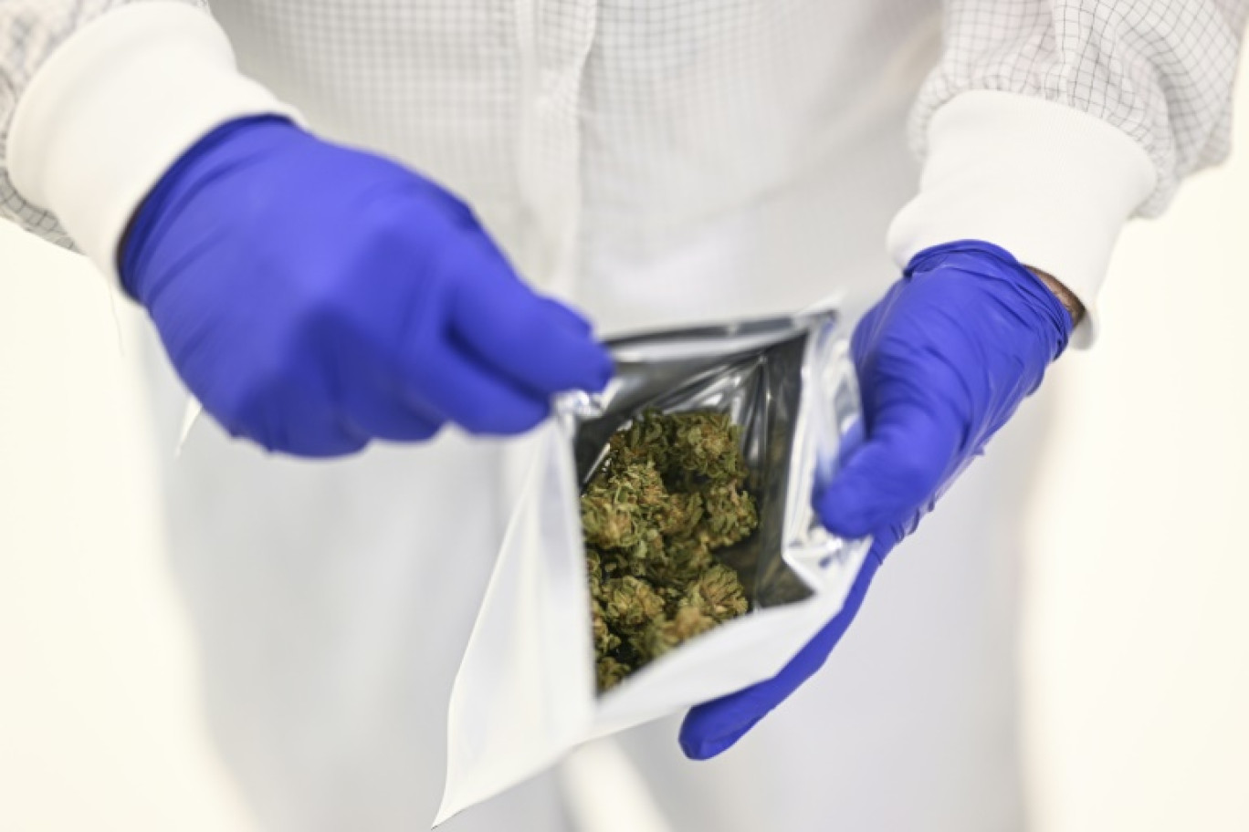 Un employé de Tilray met des têtes de cannabis dans un sachet, à Cantanhede, au Portugal, le 27 novembre 2024 © PATRICIA DE MELO MOREIRA