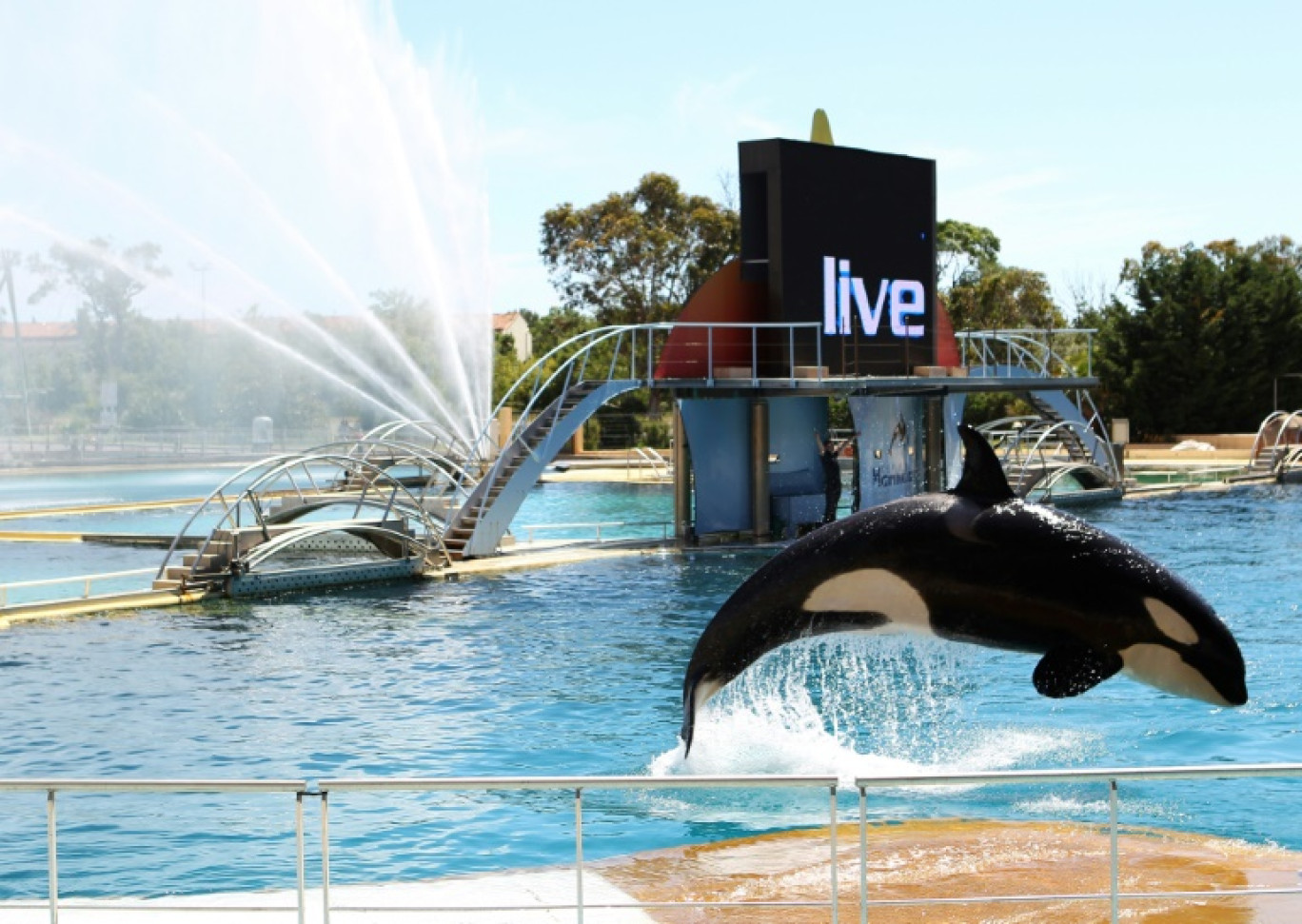 Une orque dans un des bassins du Marineland d'Antibes dans les Alpes-Maritimes, le 30 mai 2013 © Jean-Christophe MAGNENET