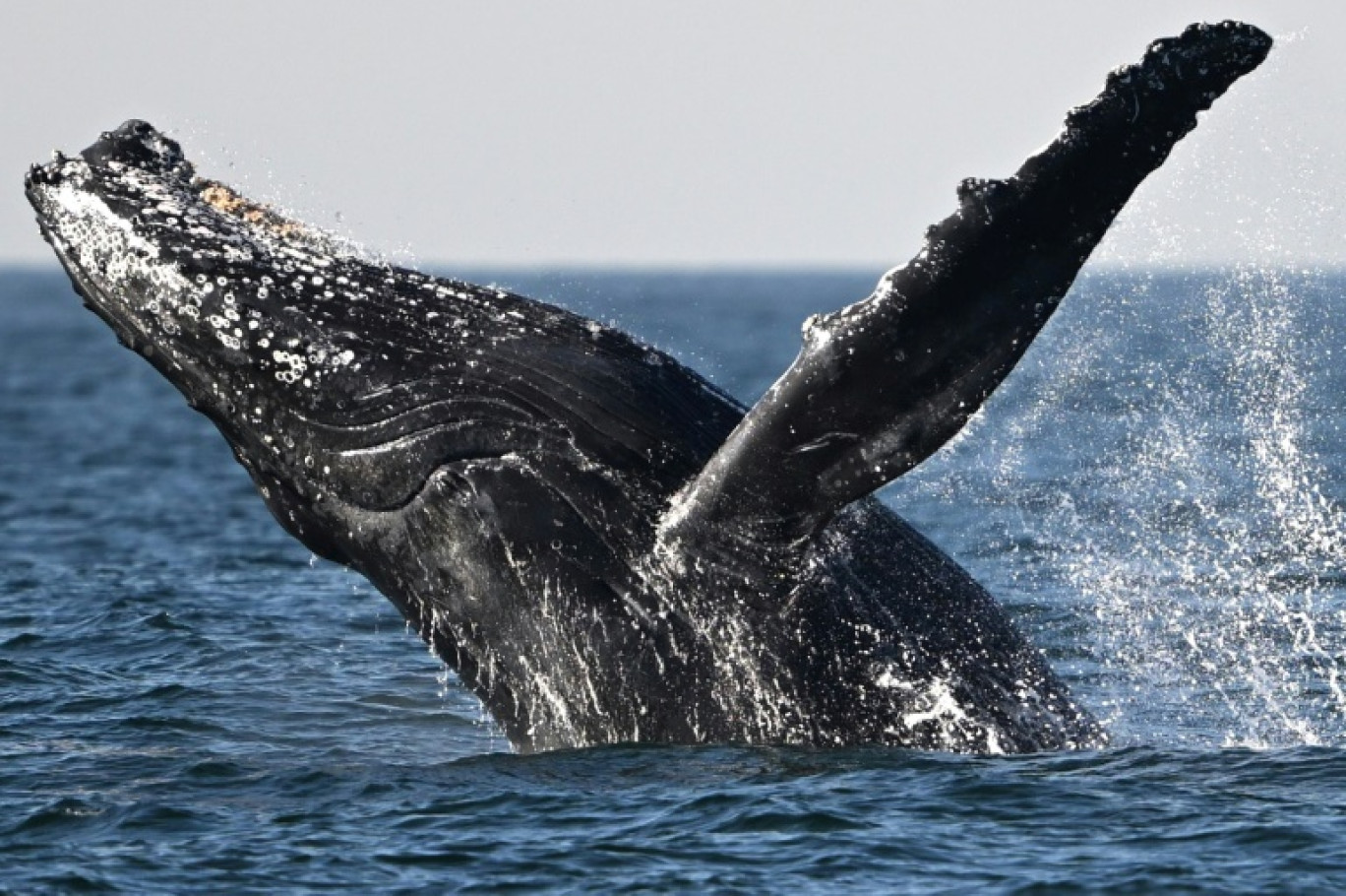 L'Islande autorise la chasse à la baleine jusqu'en 2029 © MAURO PIMENTEL