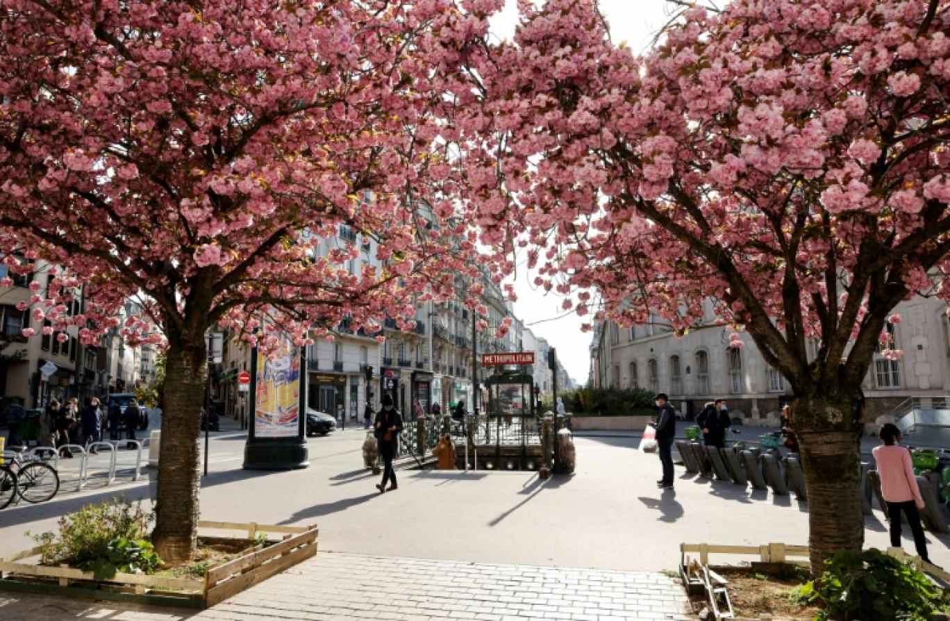 Des cerisieurs en fleurs dans une rue de Paris, en avril 2021 © Ludovic MARIN