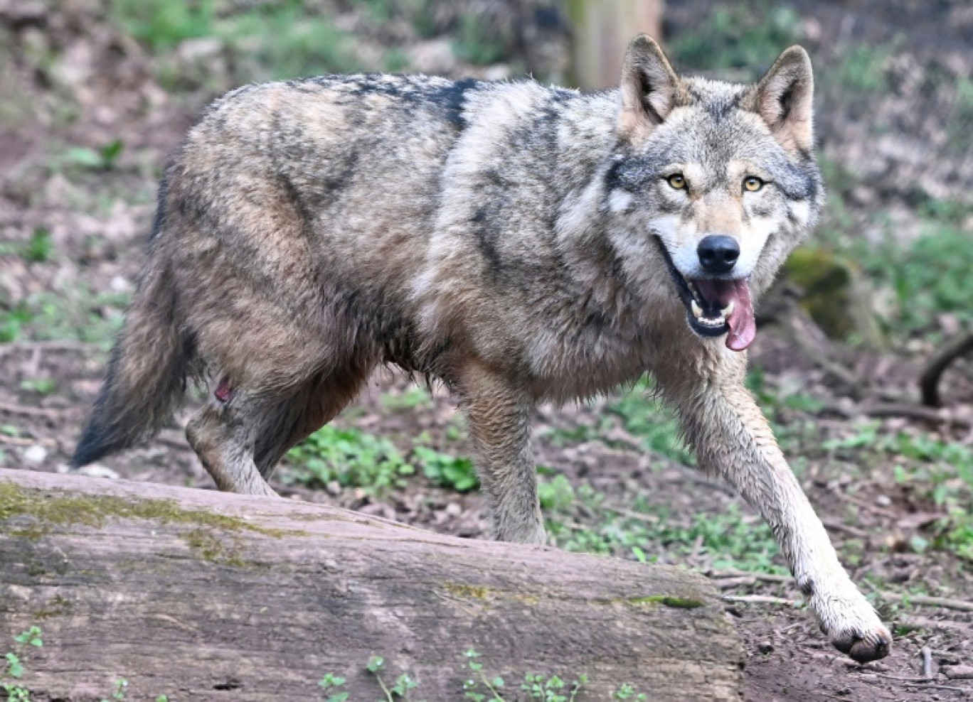 Les autorités ont publié le nouveau décompte de la population de loups en France et autorisé à abattre jusqu'à 192 de ces prédateurs en 2025 © THOMAS KIENZLE