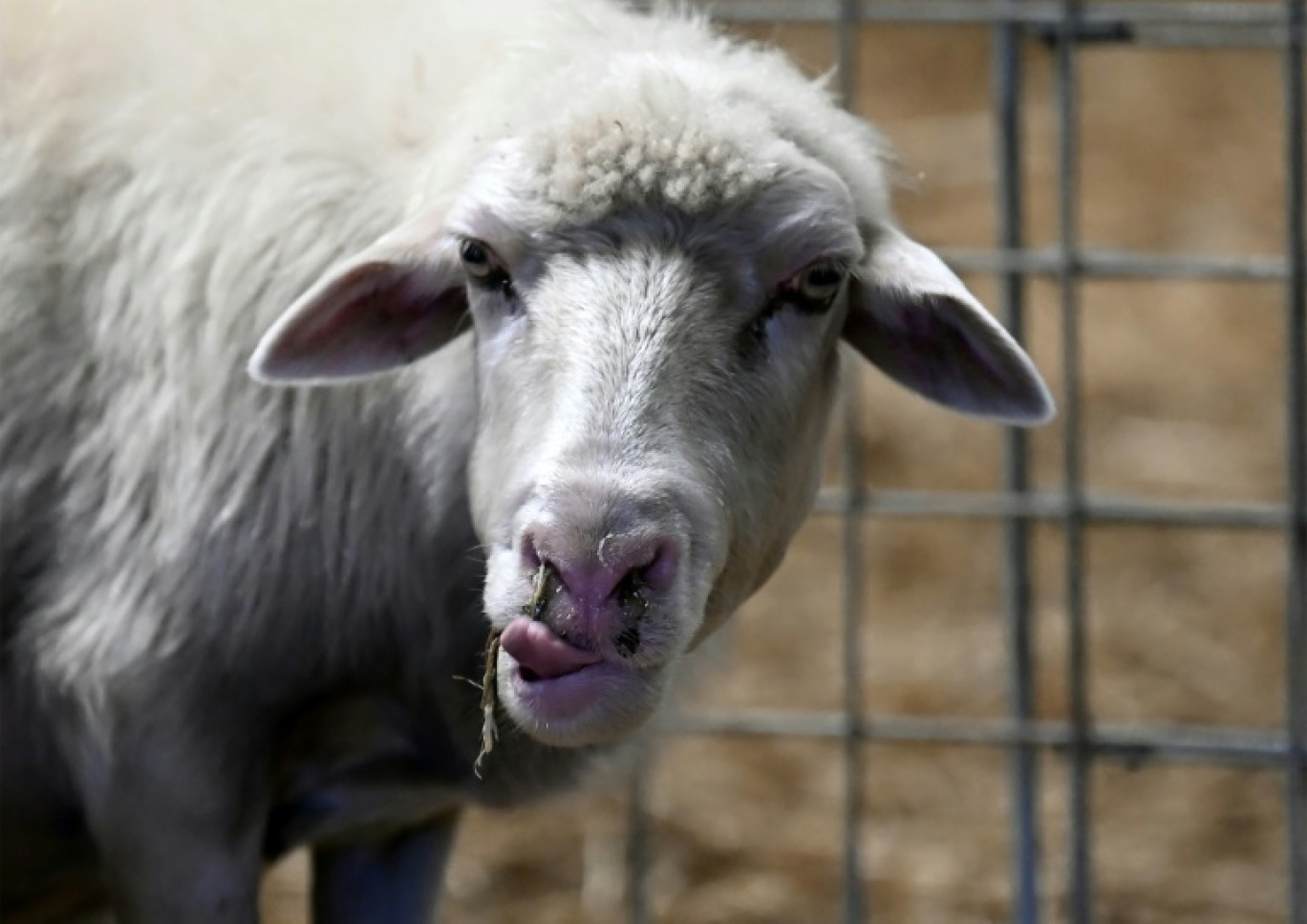 Le ministère de l'Agriculture a annoncé le début du versement des indemnisations aux éleveurs ayant perdu des animaux du fait de la fièvre catarrhale ovine © Filippo MONTEFORTE