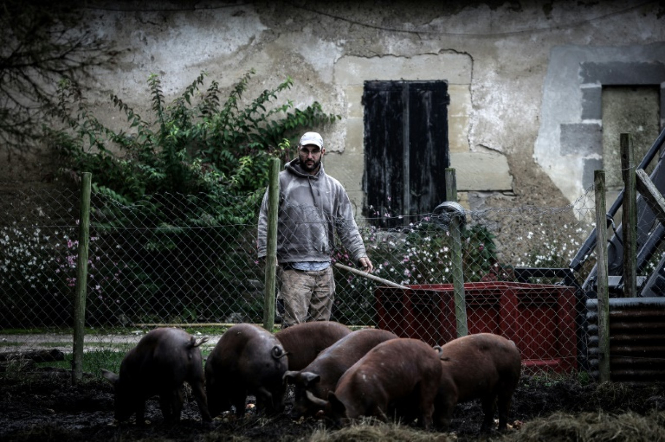 L'agriculteur Jérôme Caze, qui exploite une ferme maraîchère, un élevage de poulets et de porcs, nourrit ses porcs à Meilhan-sur-Garonne, le 3 octobre 2024 dans le Lot-et-Garonne © Thibaud MORITZ