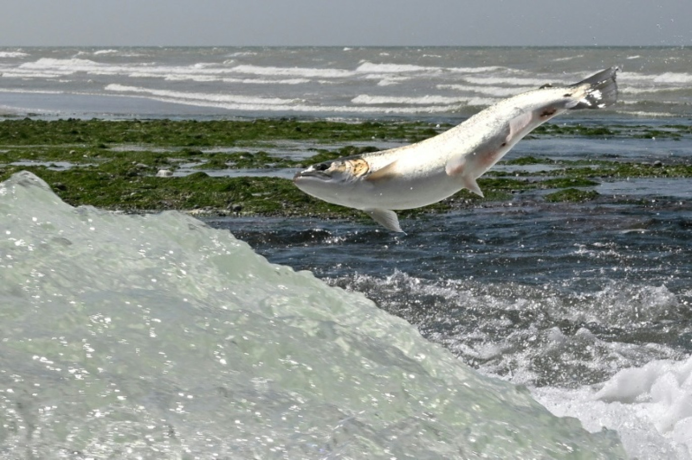 Un saumon remonte la rivière Saane pour frayer à Quiberville en Seine-Maritime France, le 22 juin 2022 © Damien MEYER