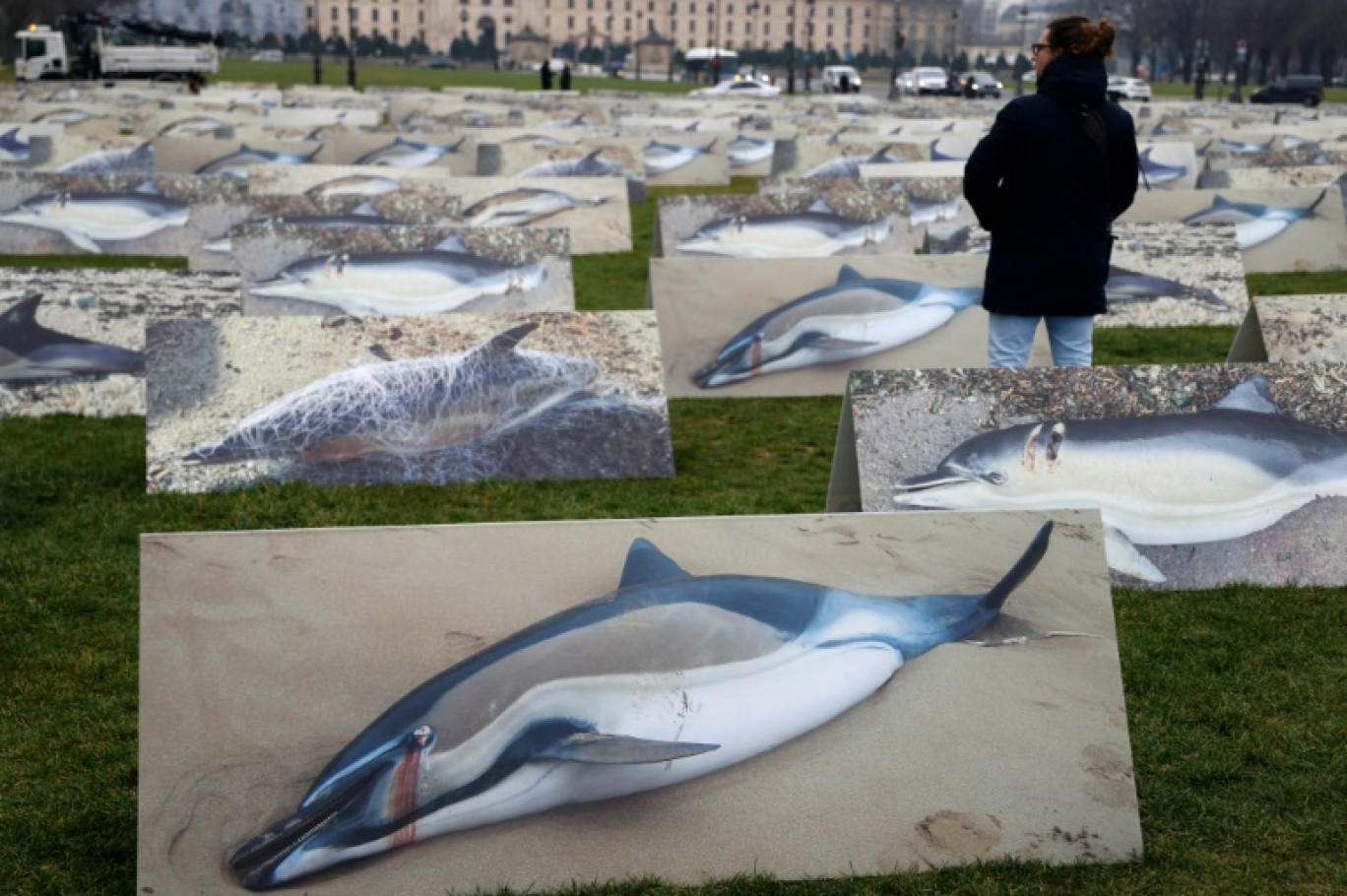 Des pancartes représentant des dauphins, déposées par des membres de la Ligue pour la Protection des Oiseaux (LPO), pour dénoncer les décès de dauphins causés par les pratiques de pêche au filet dans le golfe de Gascogne, le 22 février 2023 à Paris © Ludovic MARIN