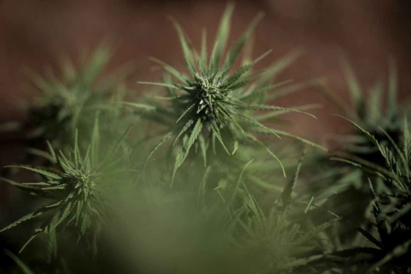 Plants de cannabis à usage médical cultivés à Serpa, au Portugal (photo prise le 13 septembre 2024) © PATRICIA DE MELO MOREIRA