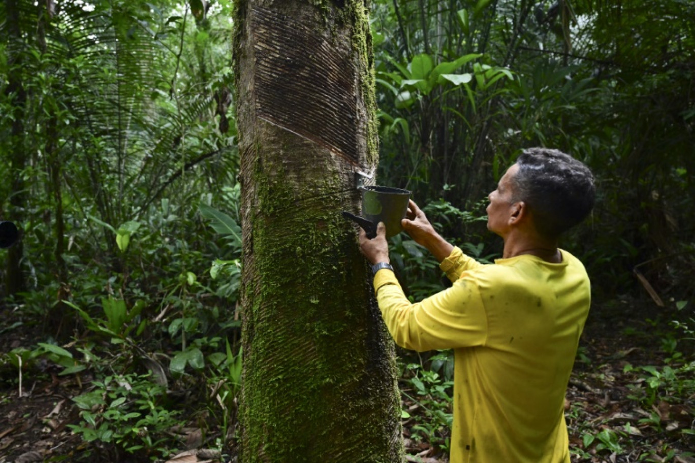 Renato Cordeiro récolte du caoutchouc près de chez lui à Anajas au Brésil, le 7 décembre 2024 © Pablo PORCIUNCULA