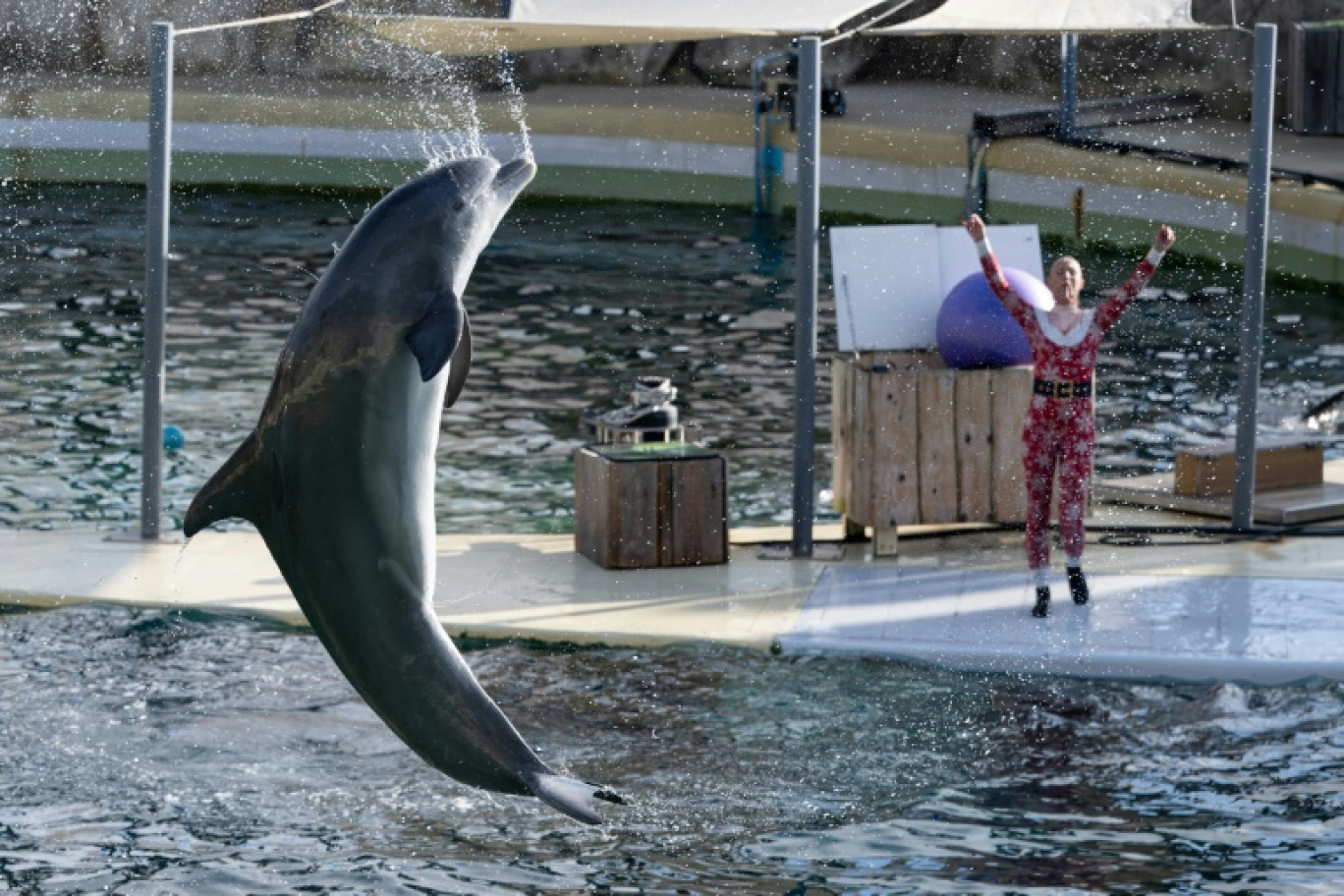 Spectacle de dauphins au Marineland d'Antibes (Alpes-Maritimes) le 2 janvier 2025 © MIGUEL MEDINA