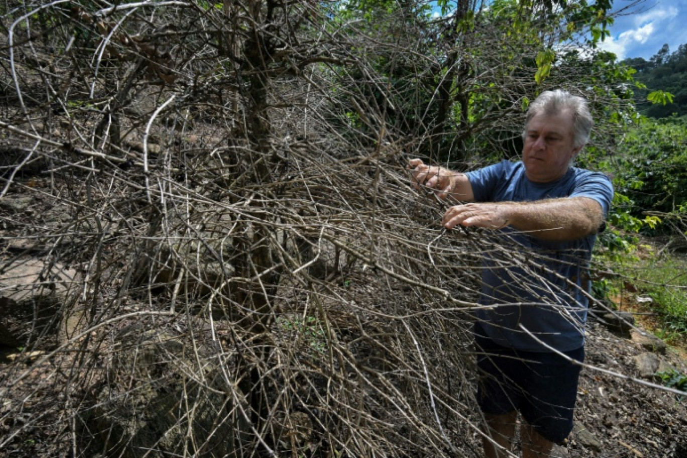 Le producteur de café Moacir Donizetti Rossetto montre un plant de café brûlé à Caconde, à quelque 300 km au nord-est de Sao Paulo, au Brésil, le 10 janvier 2025 © Nelson ALMEIDA