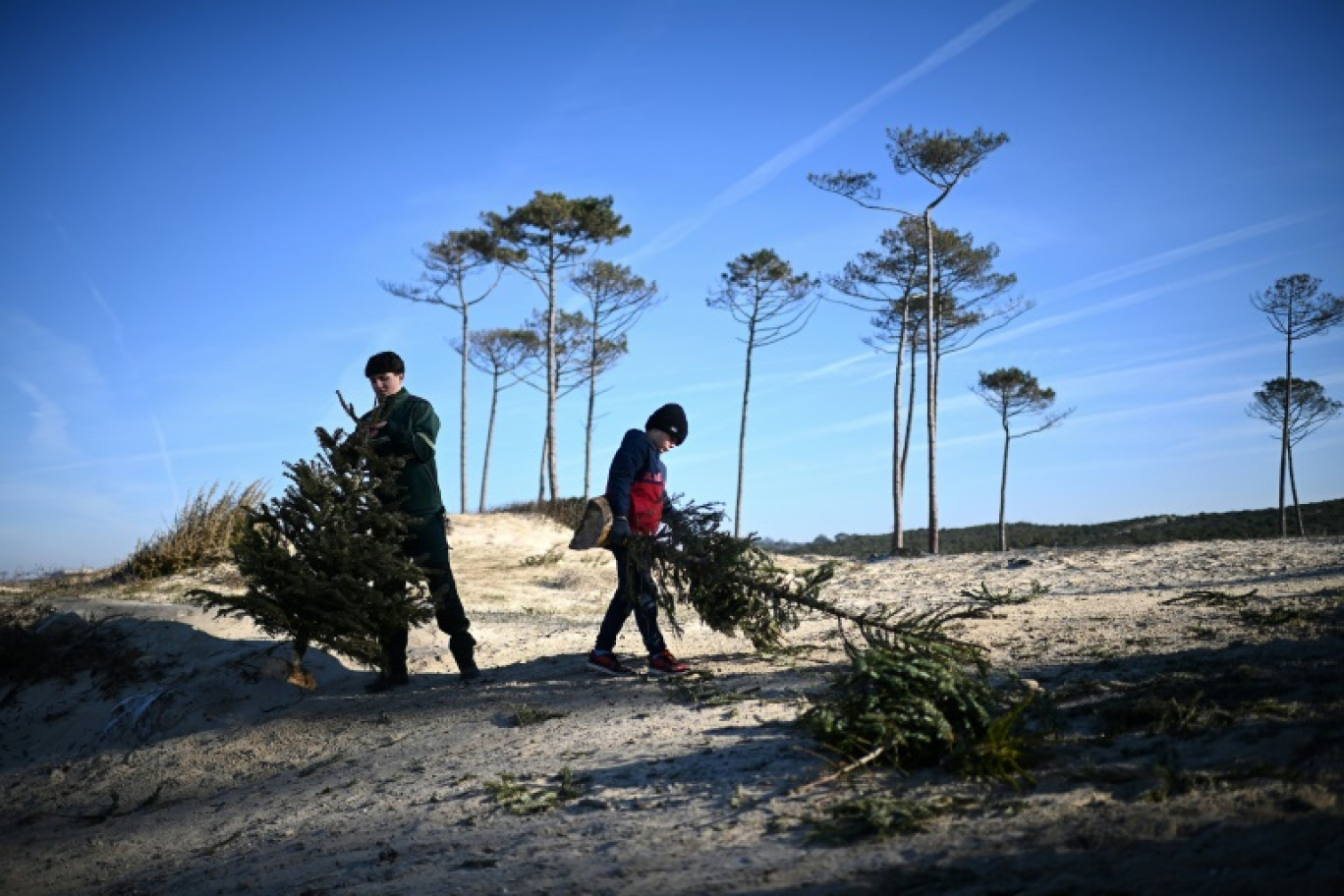 Des enfants transportent des sapins de Noël recyclés pour combler une brèche dans une dune sur une plage de la Teste-de-Buch, le 15 janvier 2025 en Gironde © Christophe ARCHAMBAULT