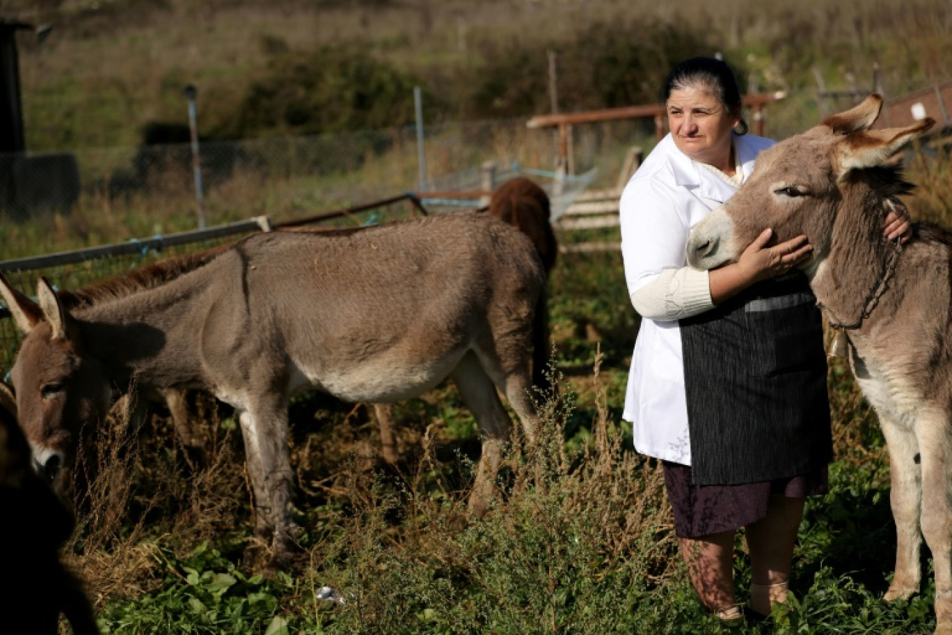 La fermière Fatiko Basha caresse l'une de ses ânesses dans sa ferme près de Gjirokaster, le 28 novembre 2024 en Albanie © Adnan Beci