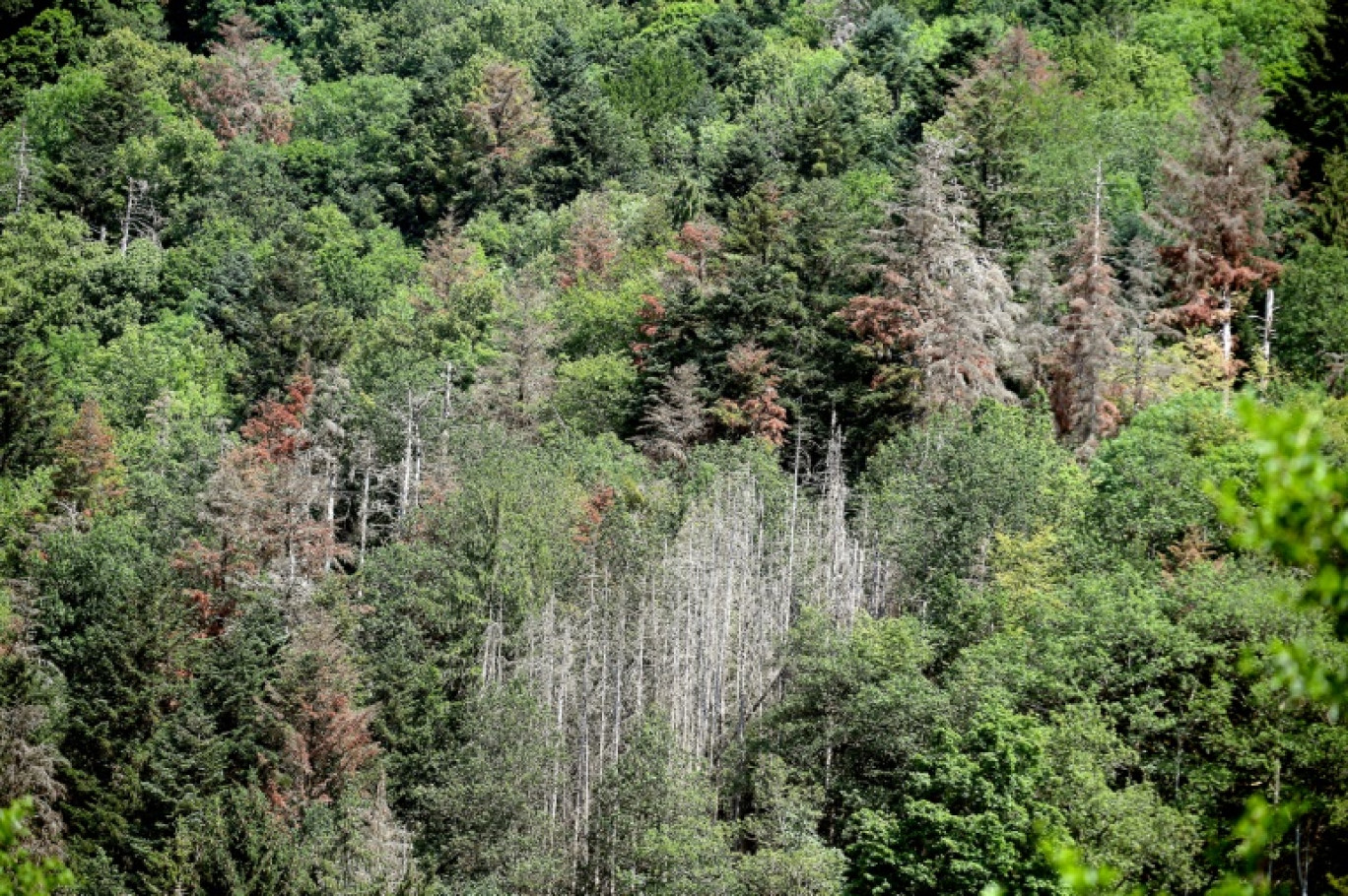 Des sapins souffrant de la sécheresse à Masevaux dans le Haut-Rhin le 12 juillet 2019 © Frederick FLORIN