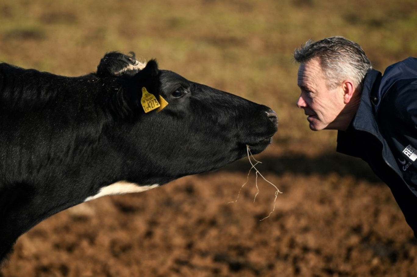 L'éleveur Adam Stanbury avec l'une de ses vaches dans son exploitation près de Barnstaple dans le sud-ouest de l'Angleterre, le 16 janvier 2025 © JUSTIN TALLIS