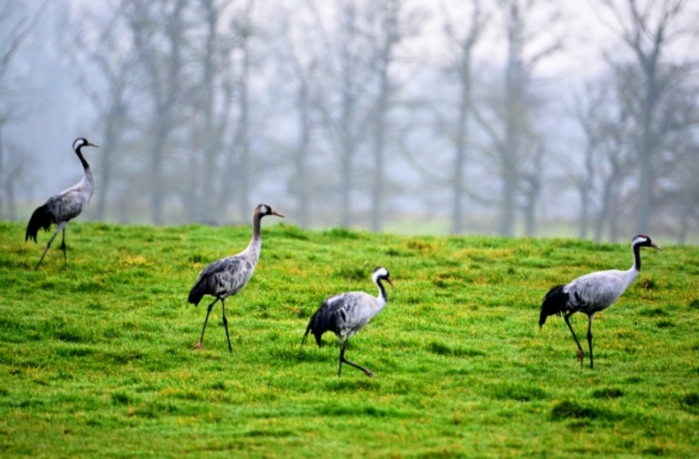 Des grues cendrées dans un champ près du lac du Der, à Giffaumont-Champaubert (Marne), le 31 janvier 2025 © FRANCOIS NASCIMBENI