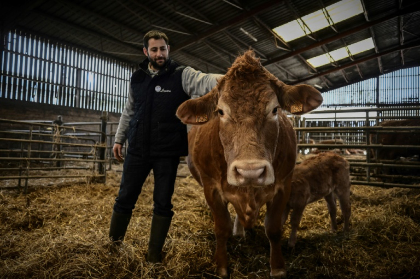 L'éleveur Alexandre Humeau, sa vache Limousine Oupette, égérie du prochain Salon de l'agriculture, et son veau, dans sa ferme à Dienne, le 29 janvier 2025 dans la Vienne © Philippe LOPEZ