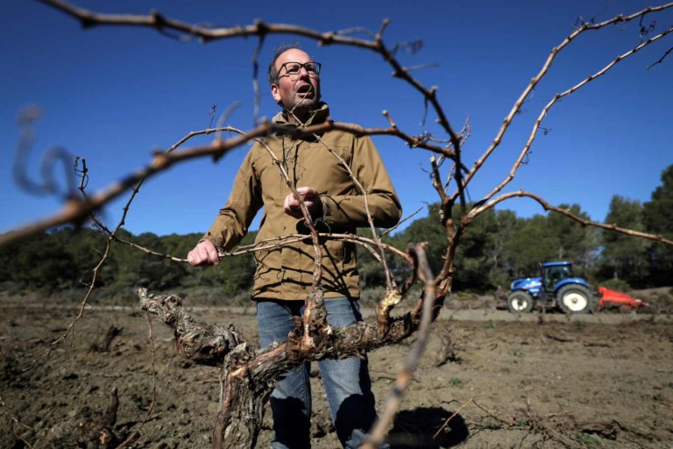 Le viticulteur Jean-Pierre Fournier tient une vigne qui vient d'être arrachée dans son champ à Roquefort-des-Corbières, le 3 février 2025 dans l'Aude © Valentine CHAPUIS