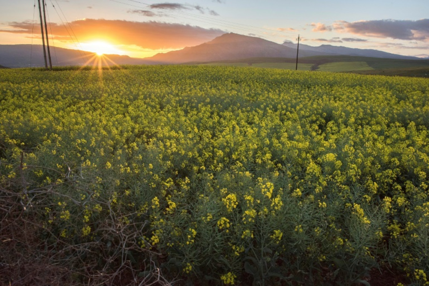 Un champ de colza près de Botriver, province du Cap occidental, en Afrique du Sud, le 28 août 2019. © RODGER BOSCH