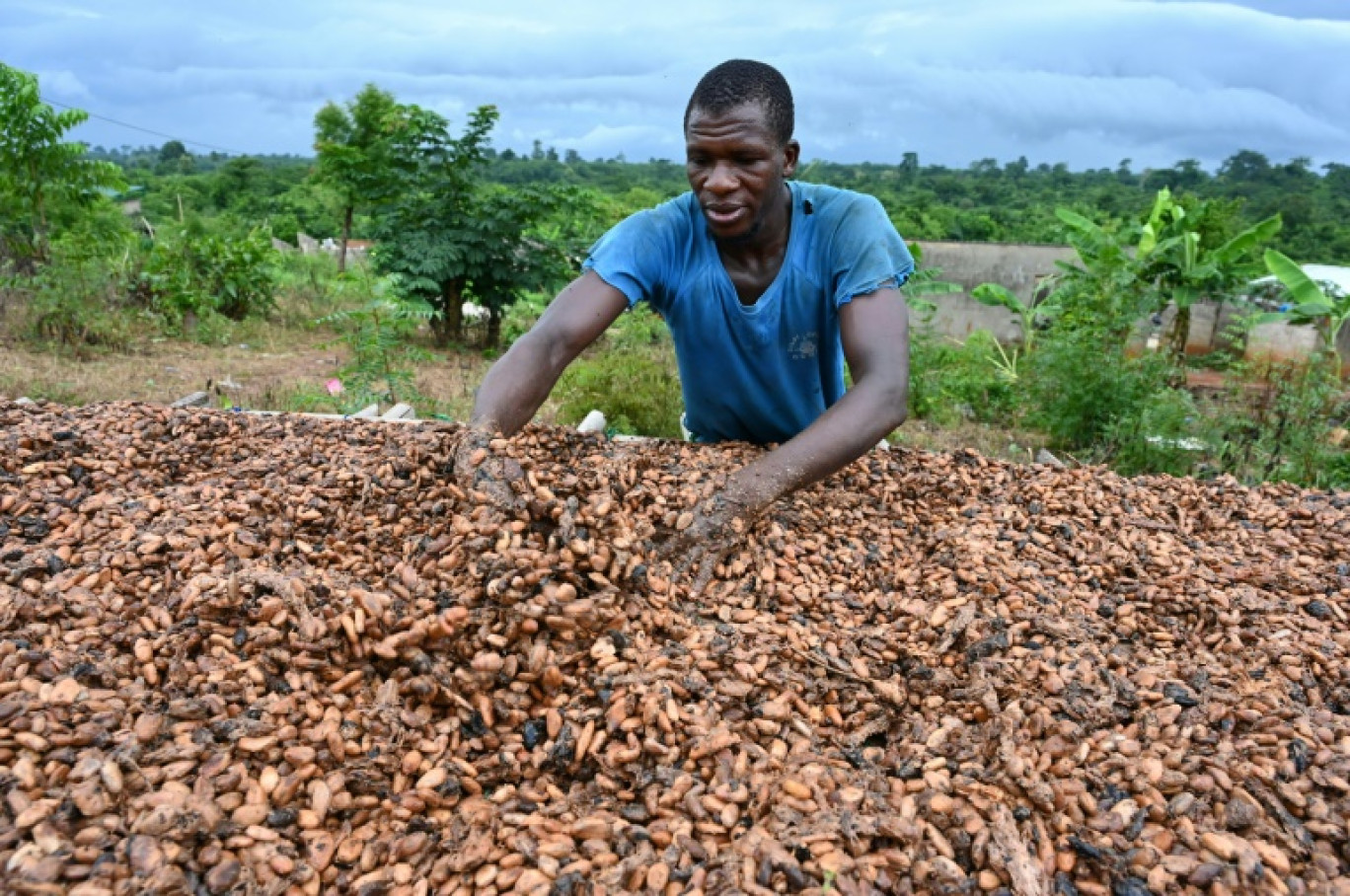 La culture du cacao en Afrique de l'Ouest est affectée par le changement climatique. © Issouf SANOGO