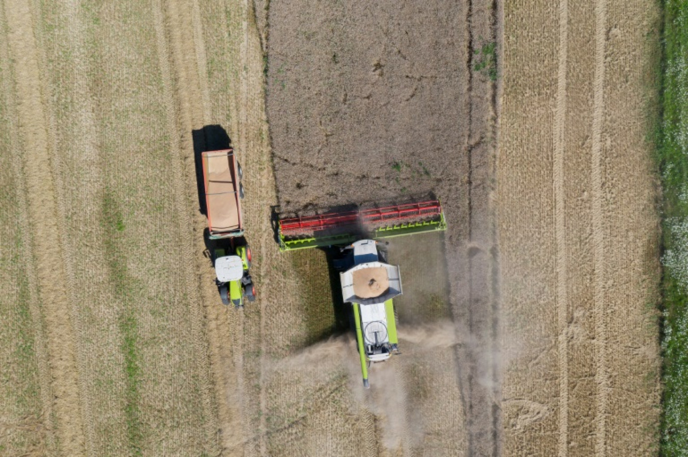 Un champ de blé à Lommerange, dans le nord-ouest de la France, le 10 août 2024 © Jean-Christophe VERHAEGEN