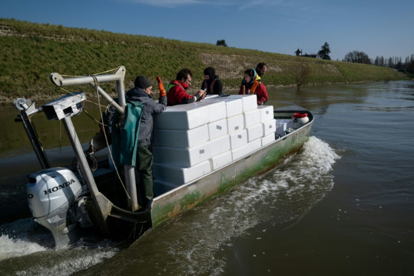 Des pêcheurs et des techniciens transportent des civelles sur la Loire à Saint-Martin-de-la-Place, le 14 février 2025 en Maine-et-Loire © Sebastien Salom-Gomis