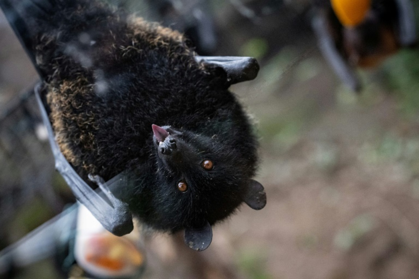 Une chauve-souris géante des Comores au parc Biotropica de Val-de-Reuil, dans l'Eure, le 19 février 2025 © LOU BENOIST