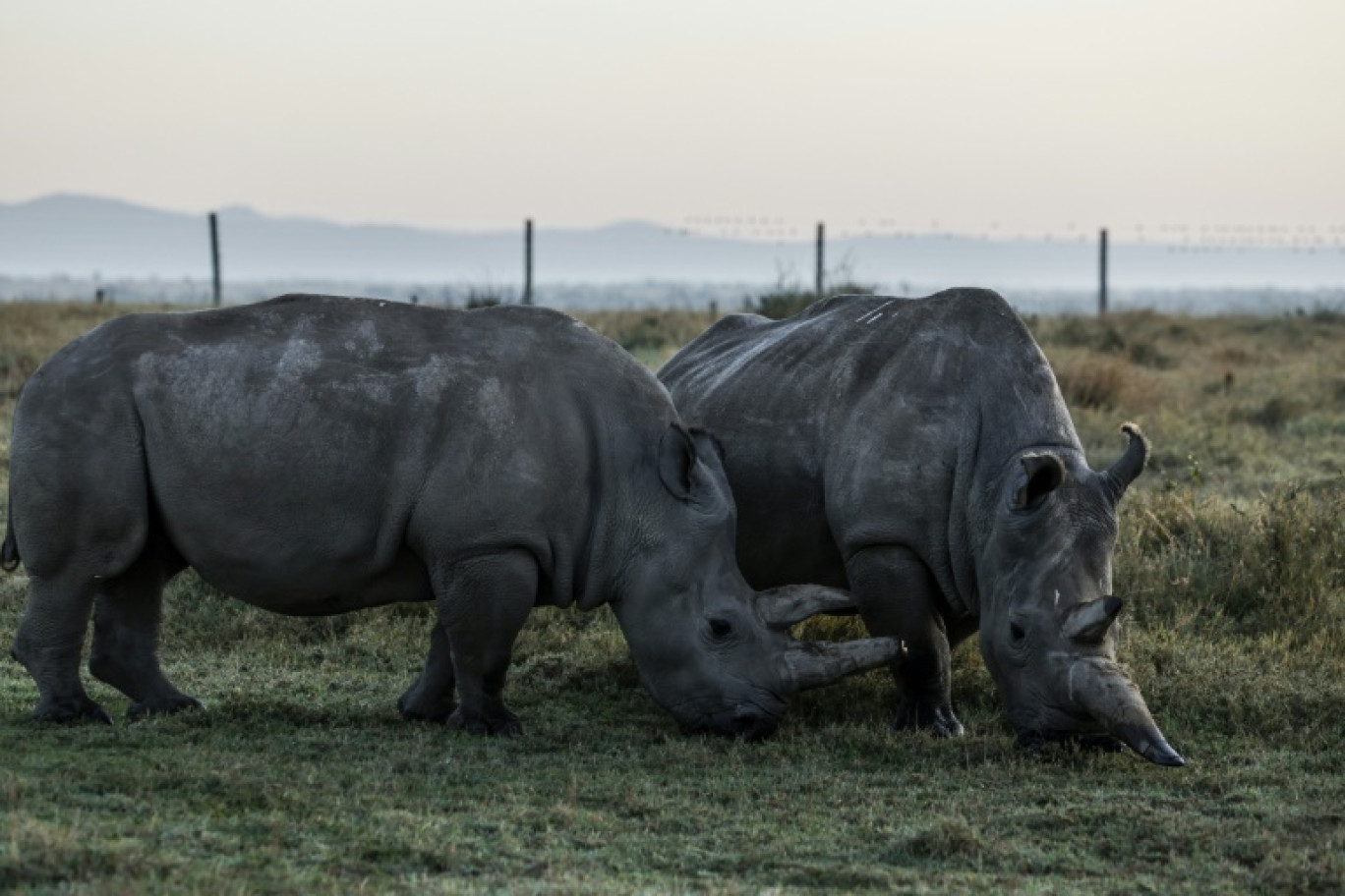 Najin (d), 35 ans, et sa fille Fatu, 24 ans, les deux derniers rhinocéros blancs du Nord au monde, dans la réserve d'Ol Pejeta, dans le comté de Laikipia, le 6 février 2025 au Kenya © SIMON MAINA