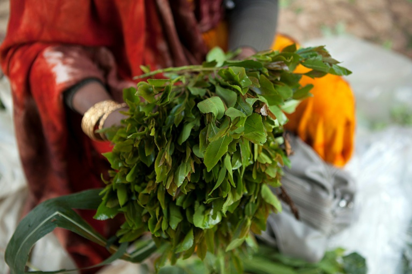 Une femme vend des branches de khat sur un marché à Harar, en Ethiopie, le 3 août 2014 © ZACHARIAS ABUBEKER