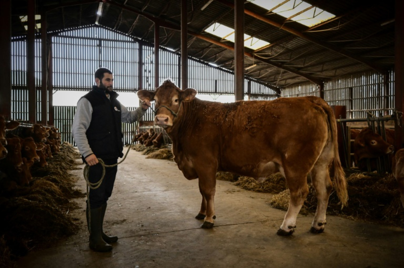 Alexandre Humeau et sa vache Limousine Oupette, égérie du 61e salon de l'agriculture, le 29 janvier 2025 à Dienne, dans la Vienne © Philippe LOPEZ