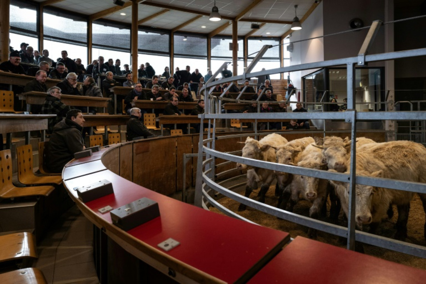 Des agriculteurs assistent à une vente aux enchères de bovins au "Marché au Cadran", à Saint-Christophe-en-Brionnais, le 5 février 2025 en Saône-et-Loire © JEFF PACHOUD