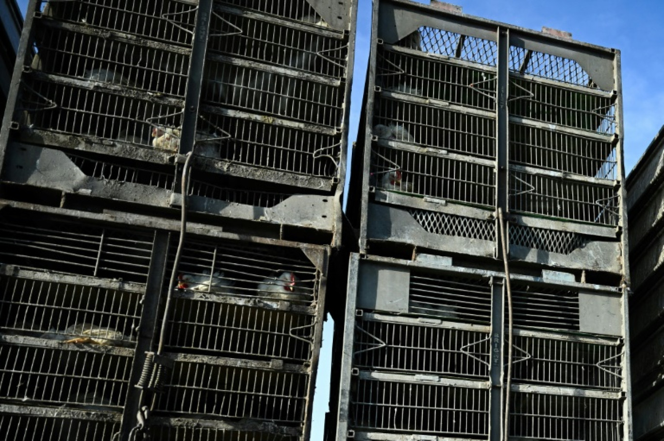 Transport de poulets en Californie, le 12 février 2025. Aux Etats-Unis, l'épizootie décime les volailles par dizaines de millions, faisant exploser le prix des oeufs. © Patrick T. Fallon