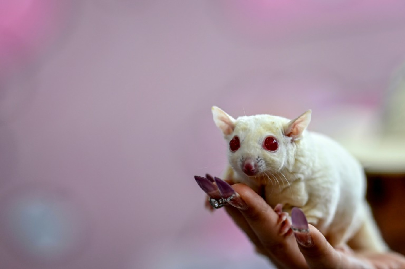 Un phalanger volant (en anglais "sugar glider") sur la main d'une femme lors de l'exposition internationale de fournitures pour animaux de compagnie 2025 (Pet Fair Beijing) à Pékin, le 27 février 2025 © WANG Zhao