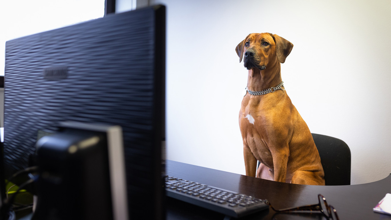 © Johann Marin-Thiery. Le phénomène «Pets à work», animaux de compagnie sur le lieu de travail, est en pleine expansion.