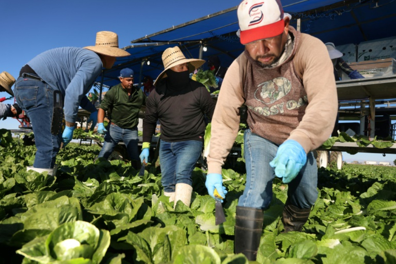 Des travailleurs immigrés récoltent des salades à Brawley, en Californie, le 10 décembre 2024 © Sandy Huffaker