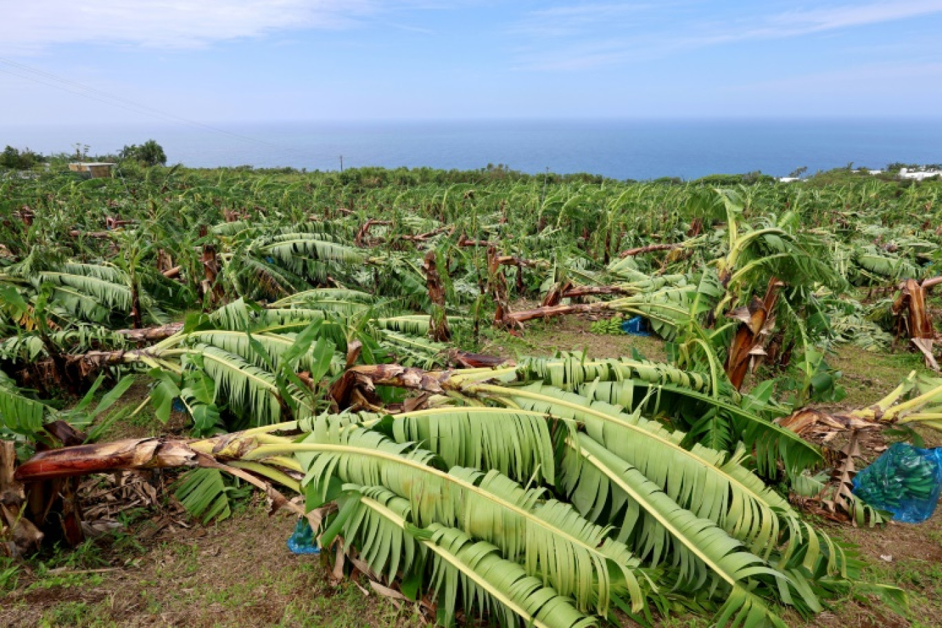 Une bananeraie décimée par le cyclone Garance à Saint-Gilles-les-Bains sur l'île de La Réunion, le 1er mars 2025 © Richard BOUHET