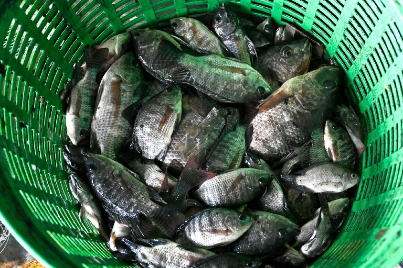 Tilapias noirs, une espèce invasive venue d'Afrique de l'Ouest pêchés dans un canal de Bangkok. Photo prise le 15 juillet 2024 © James WILSON