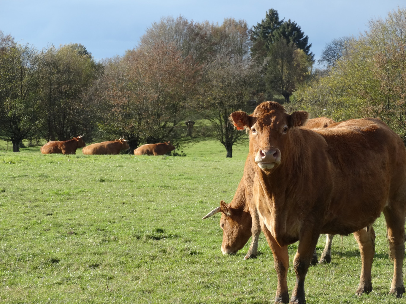 Ce sont les parcelles et les vaches limousines qui seront converties en bio au printemps prochain. 