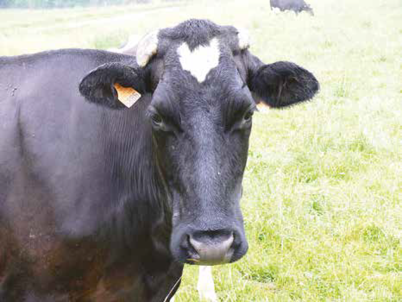 Dans un premier temps, la ferme comptera 500 vaches et 300 veaux.