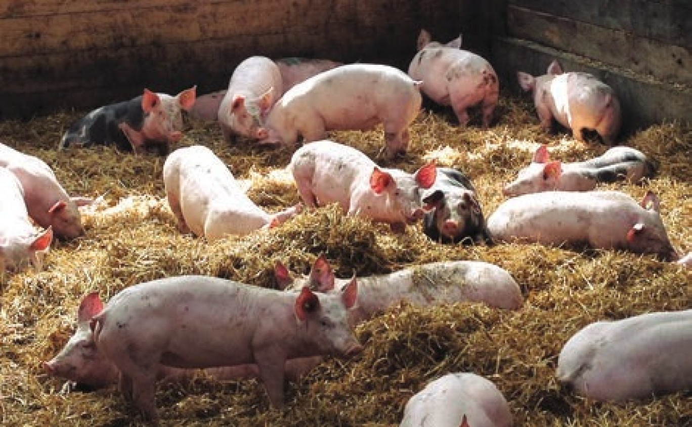 La Charcuterie Richard travaille uniquement à partir de porcs français frais. 