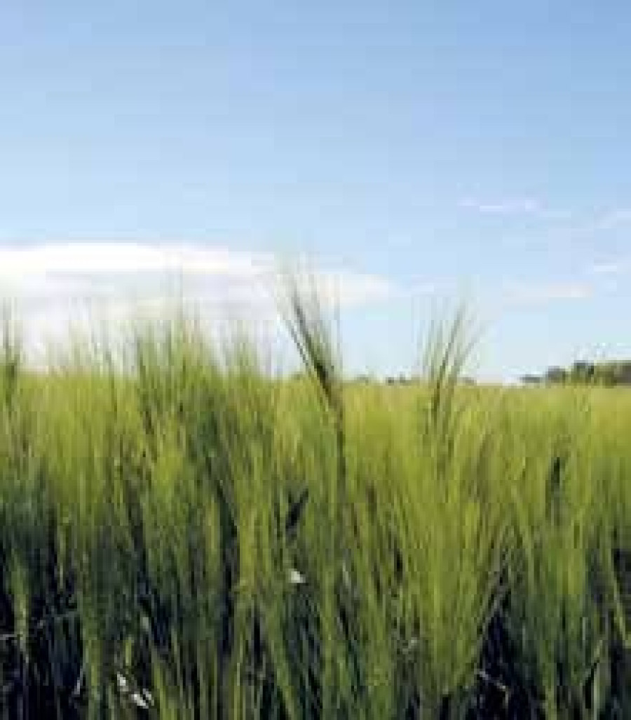 La FNSafer dresse un bilan 2014 morose du marché foncier agricole, en France. 