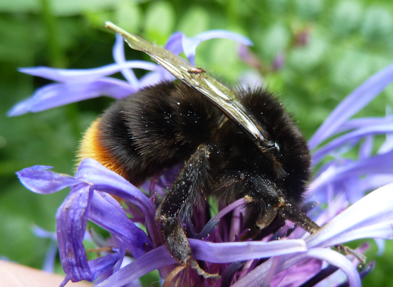 Préserver la biodiversité : contrainte ou opportunité ?