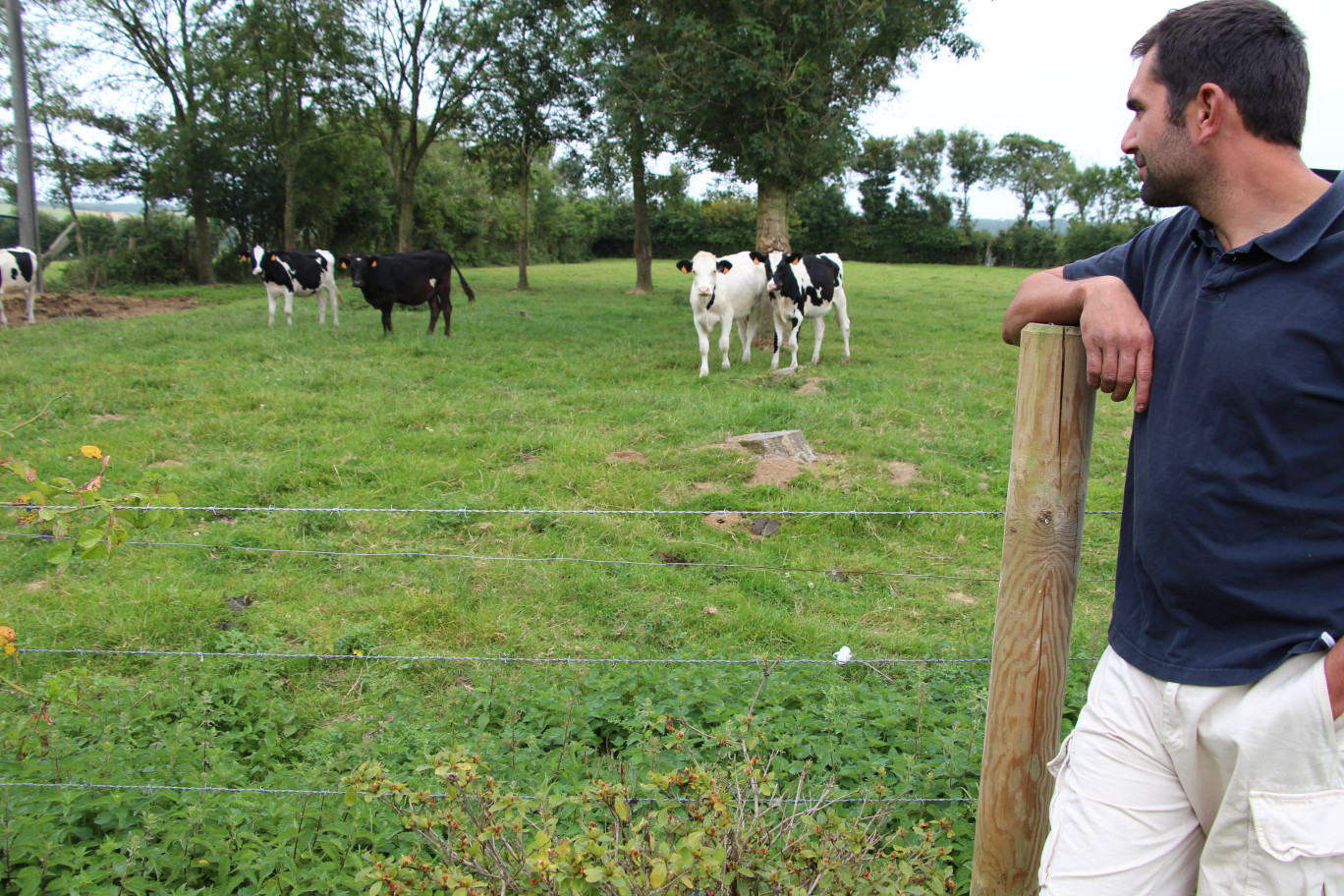 Les veaux s'émancipent dans des patûres bien gérées