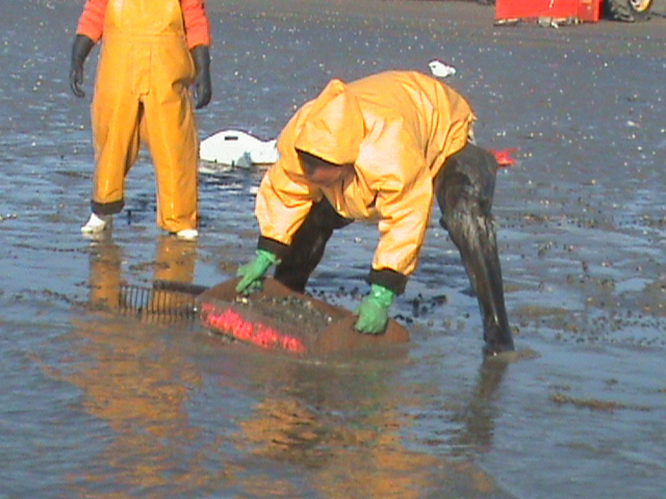 Une seule semaine pour les pêcheurs de coques