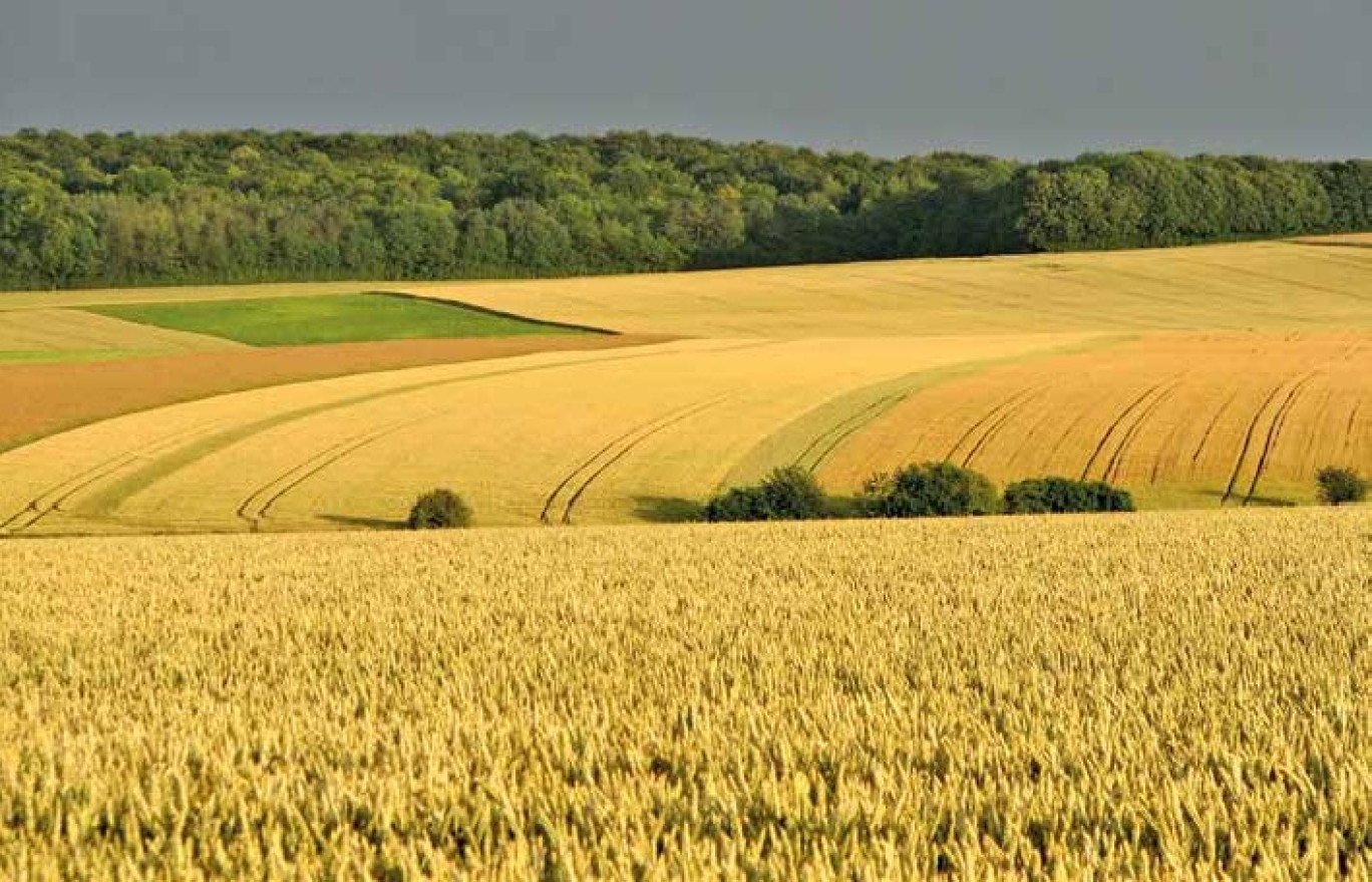 Les sols picards s'appauvrissent au fil du temps à cause de l'agriculture intensive.