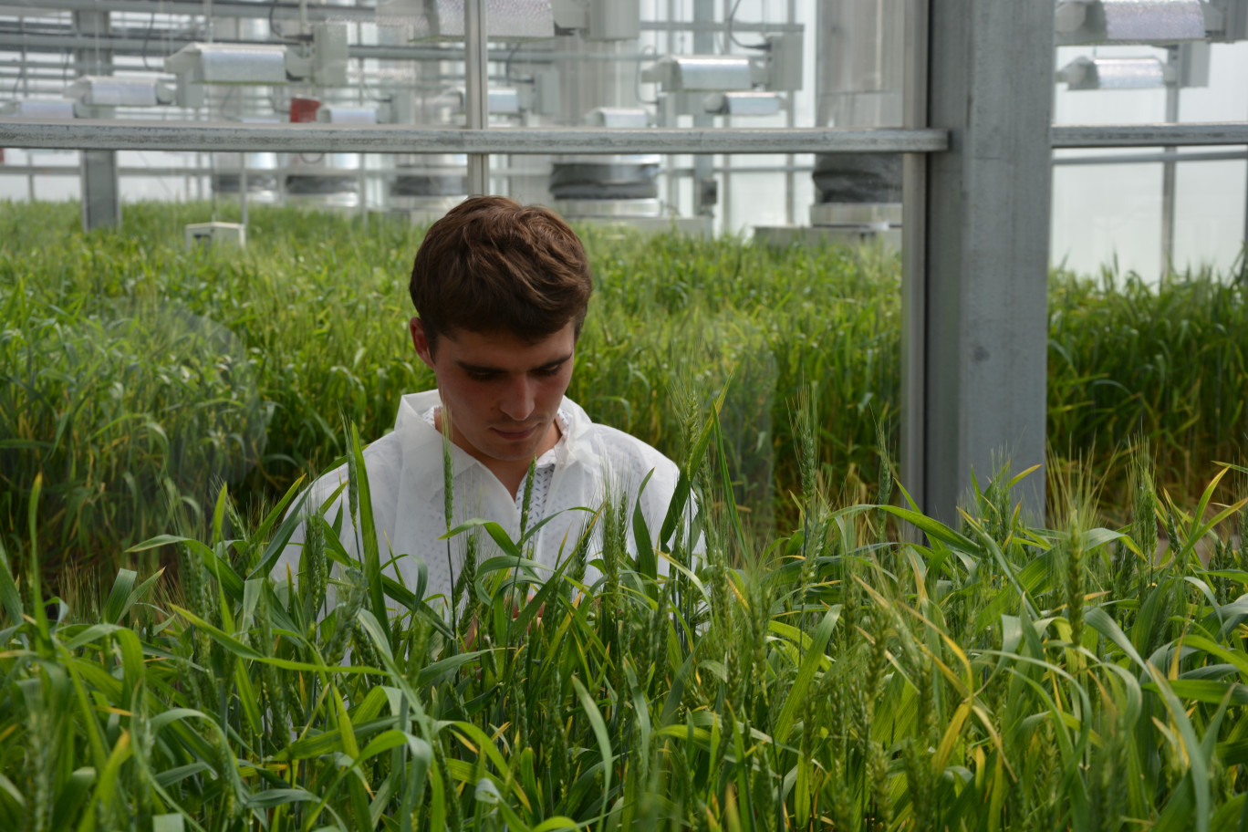 L'atmosphère régulée et la surveillance constante garantissent une croissance parfaitement homogène des plants. 