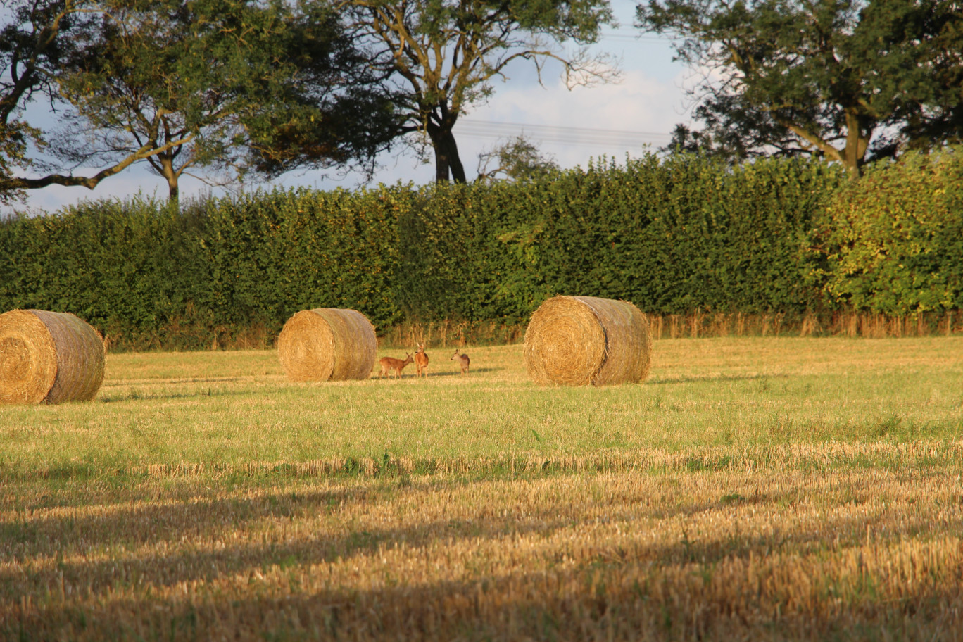 «Il y aurait 7000 hectares retournés illégalement dans la région »