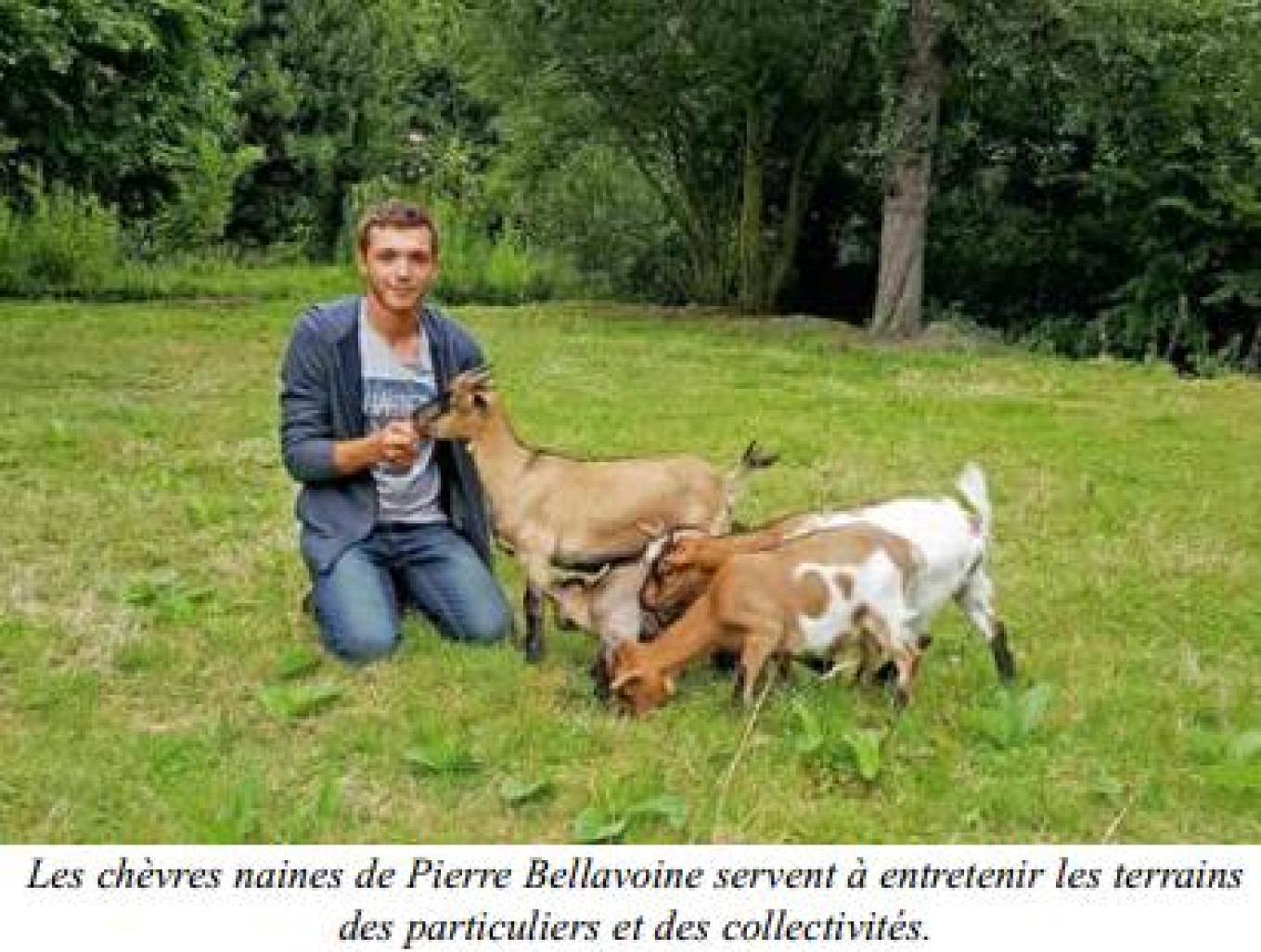 La Chèvrerie de Pierrot entretient les terrains de manière écologique et ludique