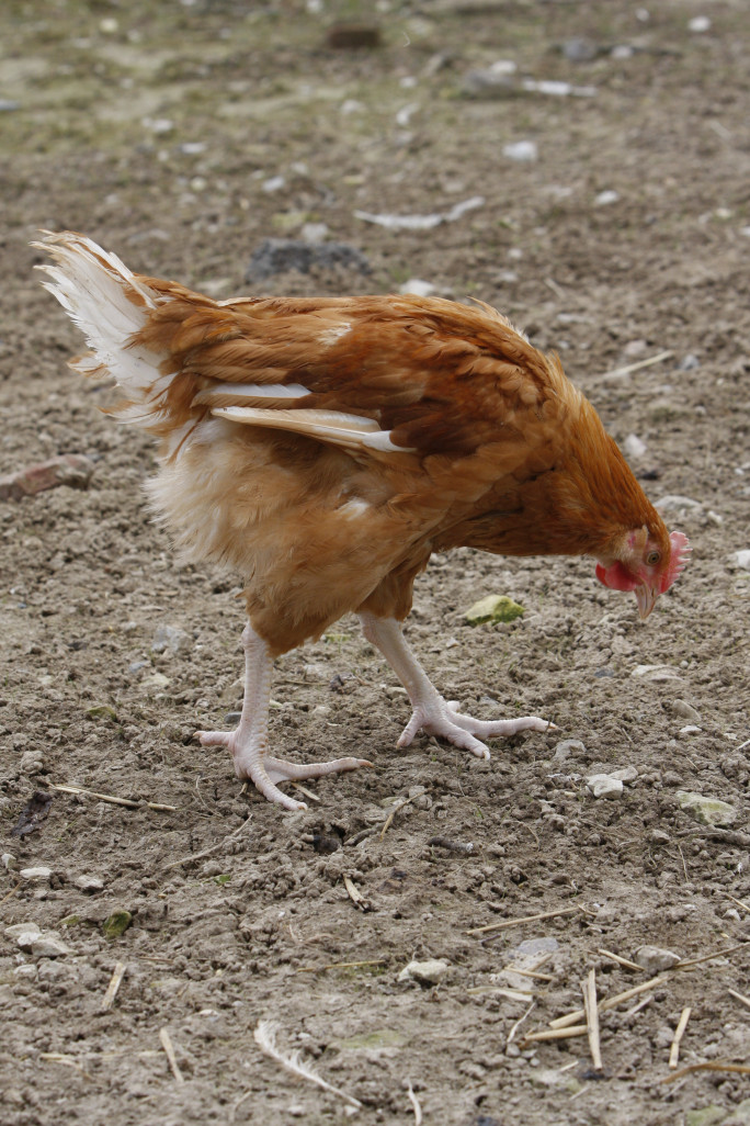 Les oeufs Cocorette se différencient de la concurrence parce qu’ils sont issus de poules élevées en plein air avec un cahier des charges bien précis, mettant en avant le bien-être animal et la qualité des produits. ©ACT'Studio 